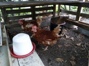 Les poulettes du gîte Riparia