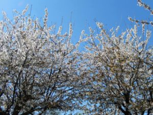 Cerisiers en fleur