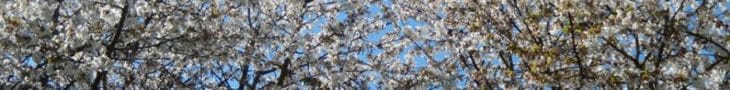 cropped-cerisiers-1.jpg